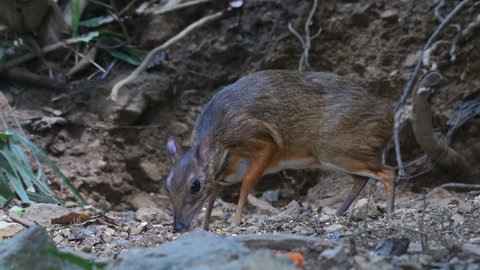 Lesser Mouse-deer (Tragulus kanchil) on nature.