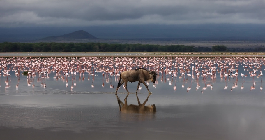 Wildebeest crossing the amboseli marshes Royalty-Free Stock Footage #1090353145
