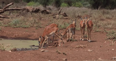 Impalas drink water in the savannah