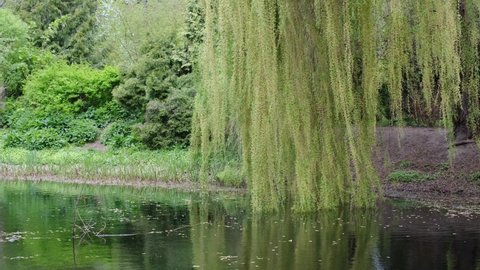 willow with long branches over a pond in the wind