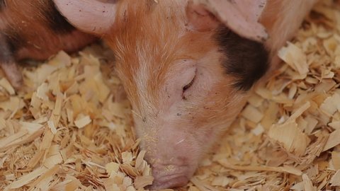Close-up of the little sleeping pig at the farm. Young pig is sleeping on the wood shavings in the shed. Calm Sleeping pig is enjoying her rest inside of the cage at the animal husbandry farm.