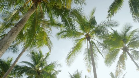 View of coconut palm trees against sky near beach on the tropical island with sunlight through. Coconut palm trees bottom view. Green palm tree with blue sky background