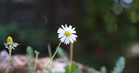 white daisy in the wild. small white chamomile on a background of green plants. an aromatic European plant of the daisy family, with white and yellow flowers