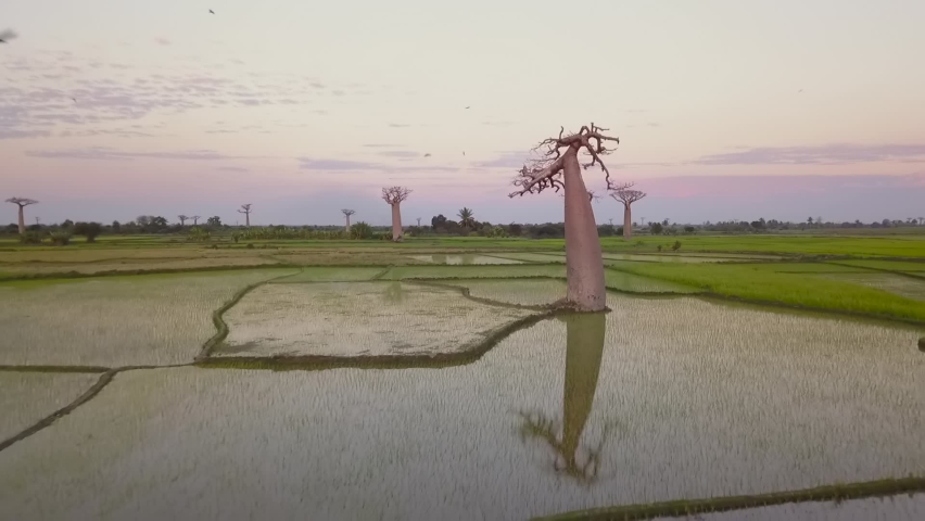 Aerial view of baobab and birds flying in middle of rice field in Madagascar 