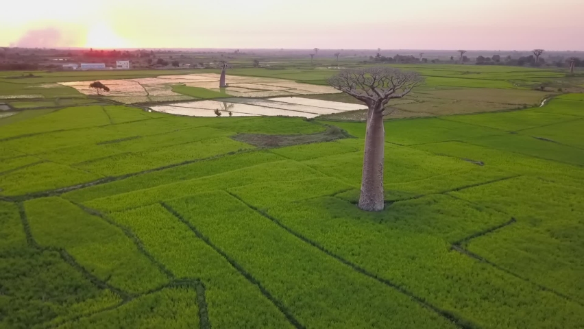 Flying around baobabs in Madagascar - aerial view of farm lands
