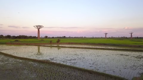 Flying low over rice field, camera rises up over Grandidier's Baobab trees in Madagascar 
