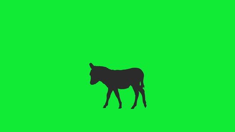 Silhouette Donkey Calf Going Nowhere Animation with Green Screen Background