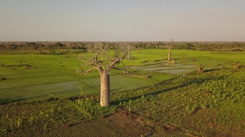 Aerial: Baobab trees between lush green rice paddies, Madagascar
