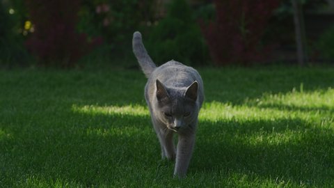 Grey russian blue cat walking at camera in slow motion on a green grass lawn on sunset