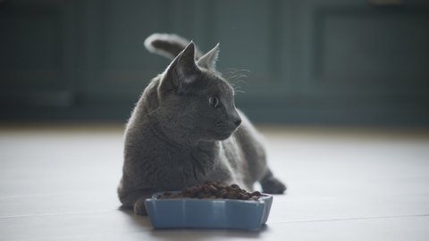 Grey domestic cat laying on the floor in front of her meal in a playful mood and walking away