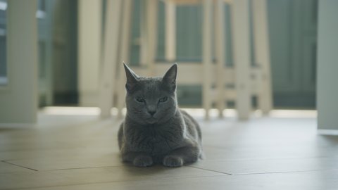Grey domestic purebreed cat laying on the floor relaxing and looking around with curiosity