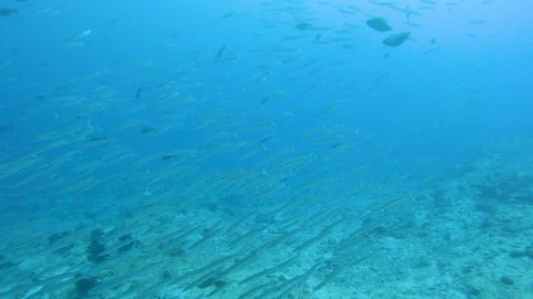 Shoal of yellowtail barracuda fish sphyraena flavicauda swimming in open water