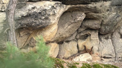 Owl nest on the rock ledge. Wildlife scene from wild nature. Big Eurasian Eagle Owl, Bubo bubo, mother with chick in rock with green moss. Stone forest with owl. Owl neseting behaviour. Rock bird nest