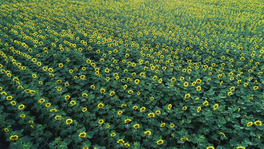 Agriculture 4k aerial view drone video of sunflower field. | Shutterstock HD Video #1090358213
