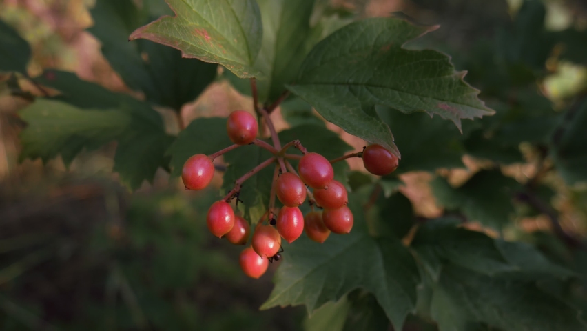 Red viburnum branch in the garden. A bunch of viburnum berries grow on a high bush | Shutterstock HD Video #1090358941