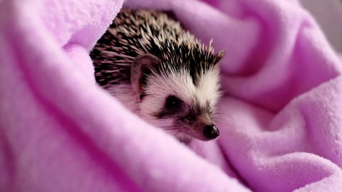 clean hedgehog in a purple towel. Hedgehog after swimming. African pygmy hedgehog .prickly pet. High quality 4k footage