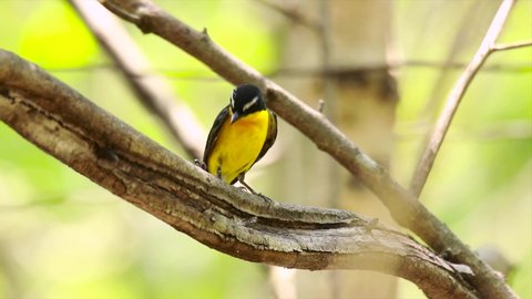The Yellow-rumped Flycatcher in nature of Thailand