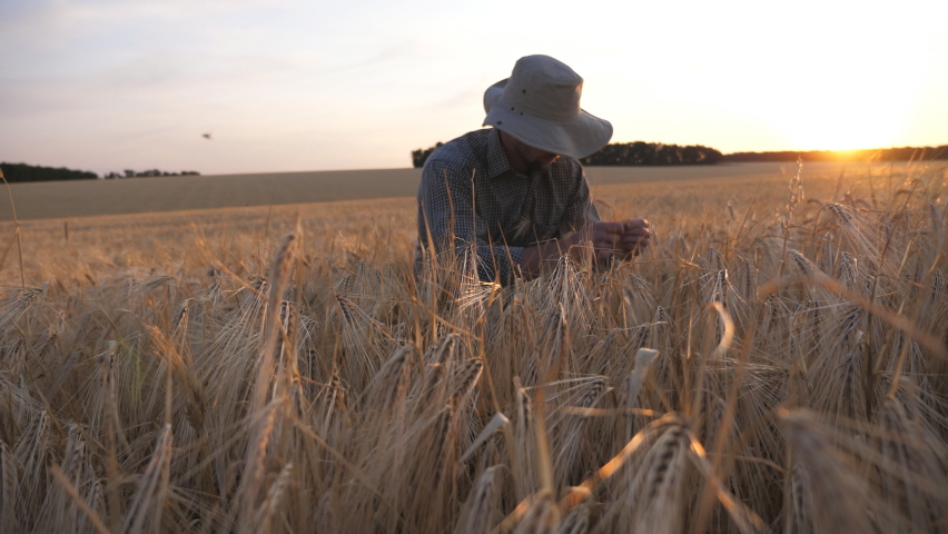 Young agronomist sits at cereal meadow and explores wheat ears of crop. Male farmer examines ripe barley stalks at grain field. Concept of agricultural business. Sunlight at background. Dolly shot | Shutterstock HD Video #1090359819