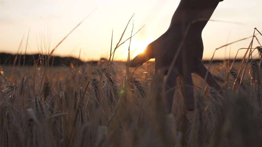 Young farmer walks through the barley field and strokes with arm golden ears of crop. Male hand moves over ripe wheat growing on the meadow. Agricultural business concept. Sunlight at background | Shutterstock HD Video #1090359821