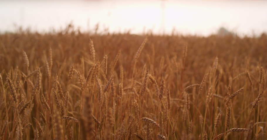Ears of wheat on the field a during sunset. Wheat agriculture harvesting agribusiness concept. Walk in large wheat field. | Shutterstock HD Video #1090360499