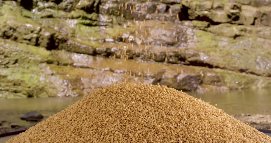 Spill of wheat grains. Flowing water in the background. | Shutterstock HD Video #1090360513