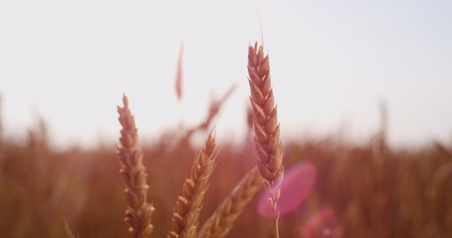 Ears of wheat on the field a during sunset. Wheat agriculture harvesting agribusiness concept. Walk in large wheat field. | Shutterstock HD Video #1090360523