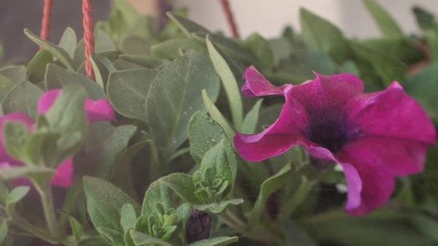The flower petunia nursery sprays water on the flower. Purple petunia in a pot. Foggy background.