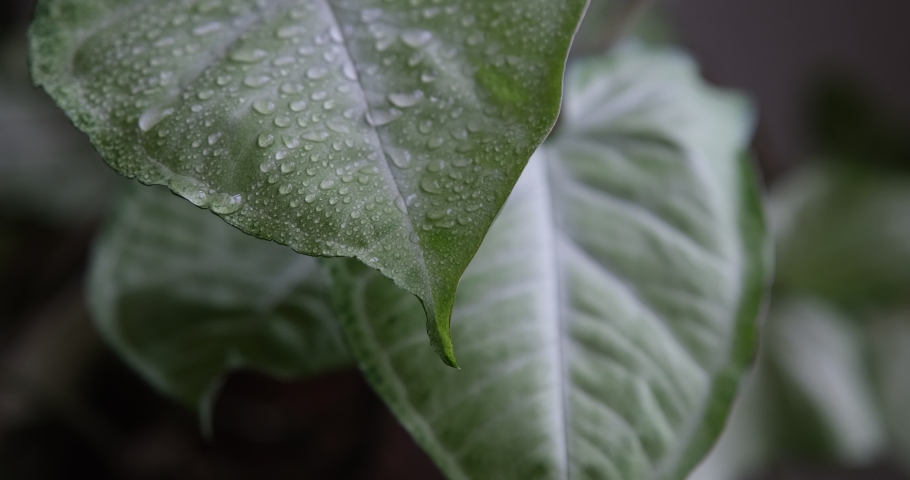Drops on leaves. raindrops on large tropical leaves.  | Shutterstock HD Video #1090360675