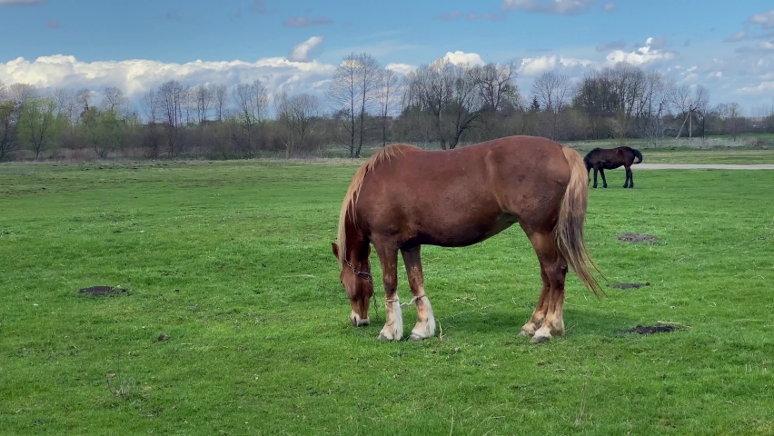 Domestic horses eat green vibrant grass on pasture in spring | Shutterstock HD Video #1090360971