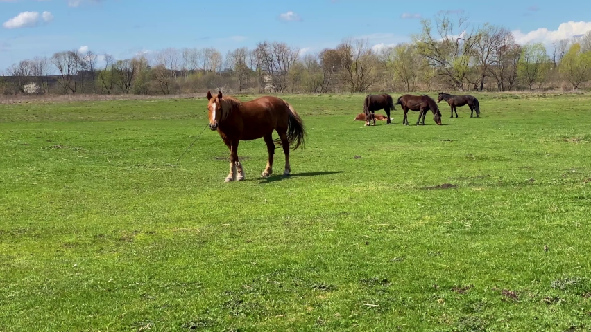 Horses with metal chains graze on pasture on sunny day | Shutterstock HD Video #1090360975