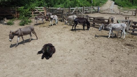 Donkey farm. Aerial drone view flight over many donkeys standing and lying in corral on donkey farm. Domestic rural animals in village. Herd of livestock and domestic animal grazing in summer paddock
