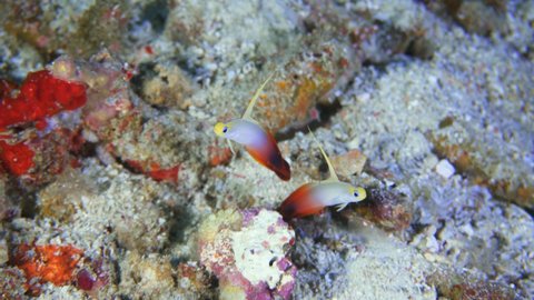 Fire goby on the reef