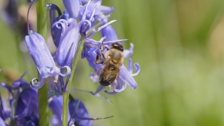 Honey Bee pollinates Wildflower in woodland | Shutterstock HD Video #1090363093