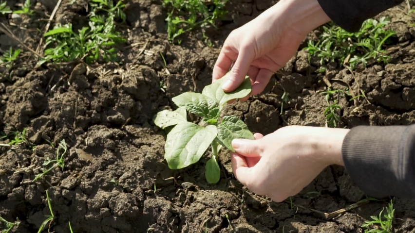 Horticulturist Farmer Hands Touch Check Plant Crop, Closeup. Environmental Protection, Eco Concept, Planet Protection. Agricultural Plant Seedlings in Chernozem. Planting and Growing Cultivated Plants | Shutterstock HD Video #1090363485