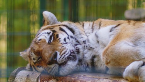 Siberian tiger portrait, wild cat. Siberian tiger lies on logs in a cage. Wild animal in the zoo. Big cat, endangered animals. Bengal tigers are resting on logs. Tiger, Bengal tiger portrait.