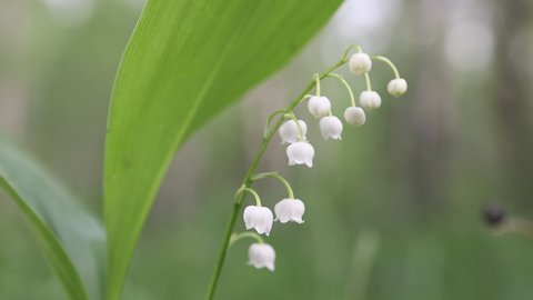 White lily of the valley flowers and young green leaves on a spring day	