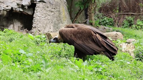 Aegypius monachus. Black vulture in a zoo. Feeding a wild bird of prey