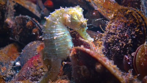 Short-snouted seahorse (Hippocampus hippocampus) hiding among mussels in the Black Sea
