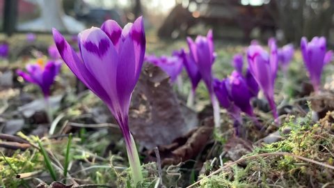 Blooming purple crocuses in the rays of the setting sun in the clearing. For video presentation, advertising.