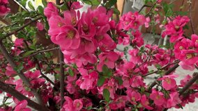Branches blooming with pink flowers stands in a bucket on the terrace. For video presentation, advertising.