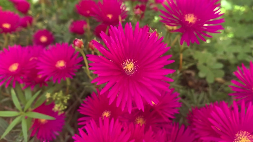 Beautiful Spring Pink Purple Flowers Moving With the Winds