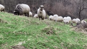 A flock of sheep in a mountainous area goes to pasture.  For video presentation, advertising.