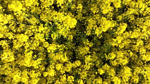 Yellow canola field. Field of blooming rapeseed aerial view. Yellow rapeseed flowers. A rape field panorama shot by a drone. Top down moves away view.  4K