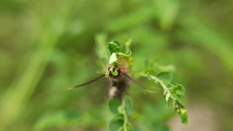 The motion of the lasiocampidae caterpillar eating leaves, Snout moths, Itchy caterpillar
