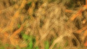 Horror blurry orange color branch video backgrounds