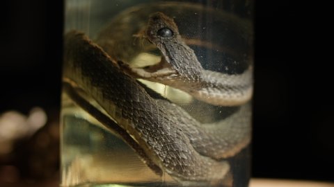 Specimen of snake preserved in solution formaldehyde on dark background. Glass jar with poisonous dead snake. Selective focus.