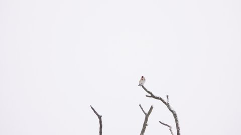 goldfinch sits on a branch and flies away on white screen