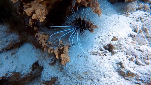 4k video footage of a Clearfin Lionfish (Pterois radiata) in the Red Sea, Egypt