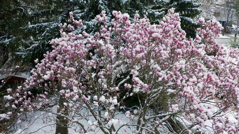 climate change snowfall in spring, drone shot aerial view of a purple blooming liliiflora magnolia tree in a garden covered with fresh white snow camera flying wide around the purple flowers with snow