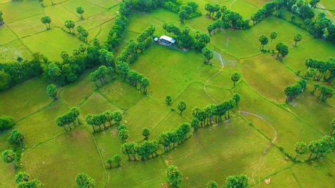 Aerial view of fresh green and yellow rice fields and palmyra trees in Mekong Delta, Tri Ton town, An Giang province, Vietnam. Ta Pa rice field. Travel and landscape concept.